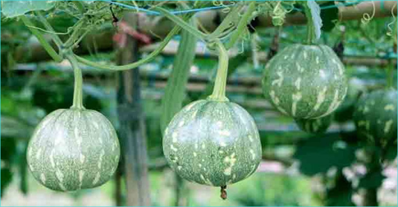 নারায়ণগঞ্জে জনপ্রিয়তা পাচ্ছে বিষমুক্ত সবজি চাষ