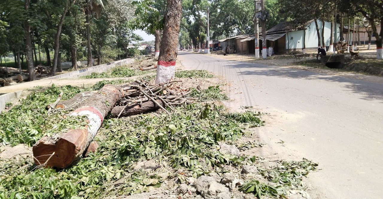 দিনাজপুরে সড়ক প্রশস্তকরণে নষ্ট হচ্ছে শত শত গাছ