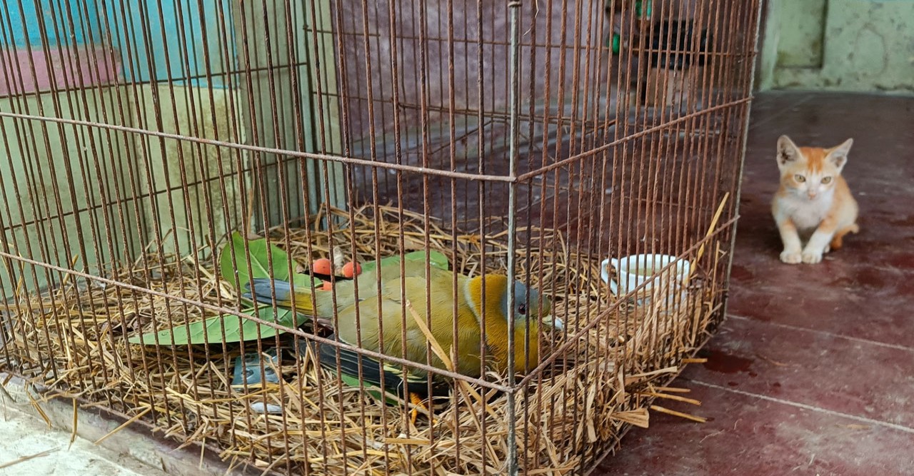 আতশবাজির বিকট শব্দে আহত হরিয়াল উদ্ধার