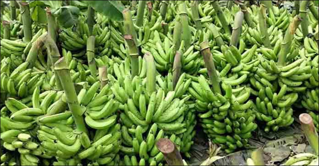 পিরোজপুরে জনপ্রিয়তা পাচ্ছে কলা চাষ