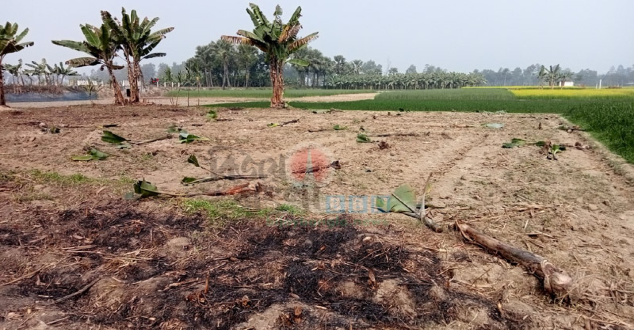 বদলগাছীতে শত্রুতার বলি হলো জমির কলাগাছ