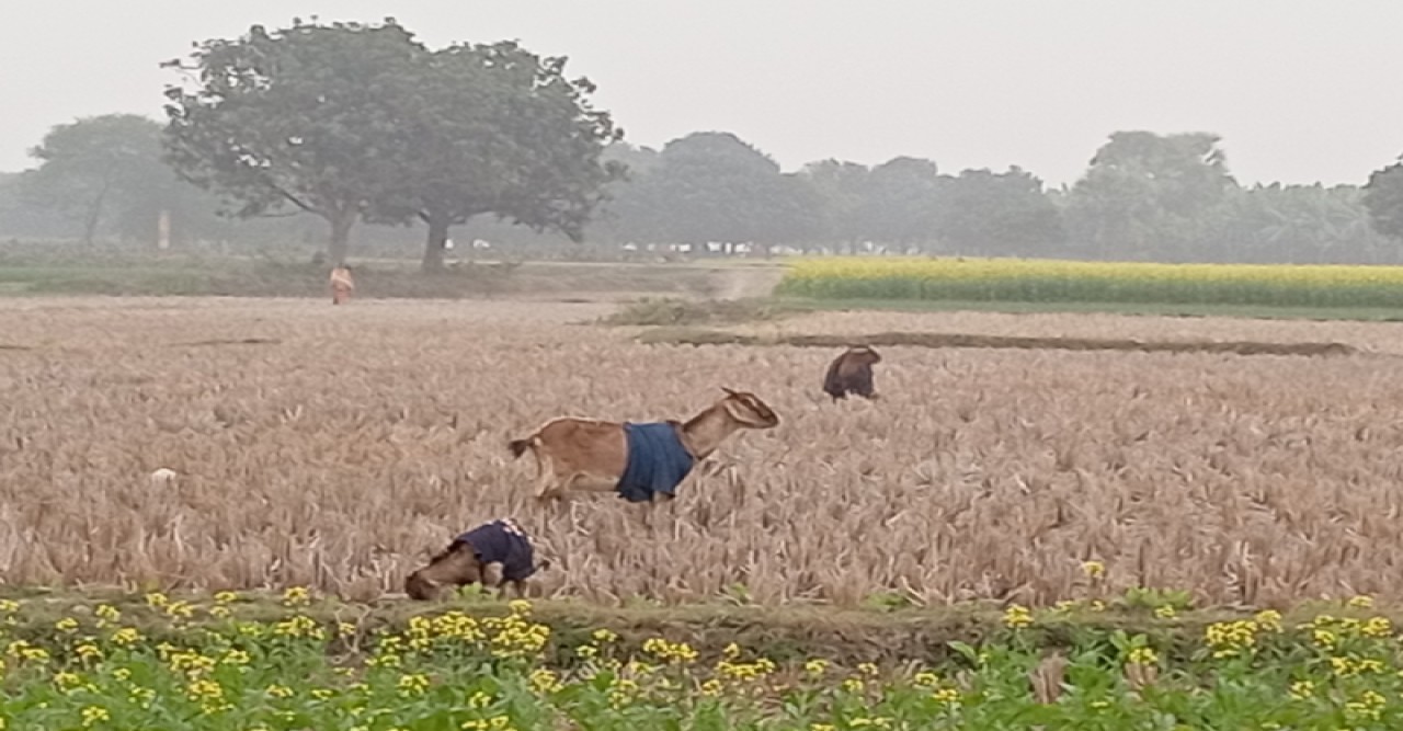 লেপের নিচে  হাত-পা  ঠিকমতো হয় না গরম