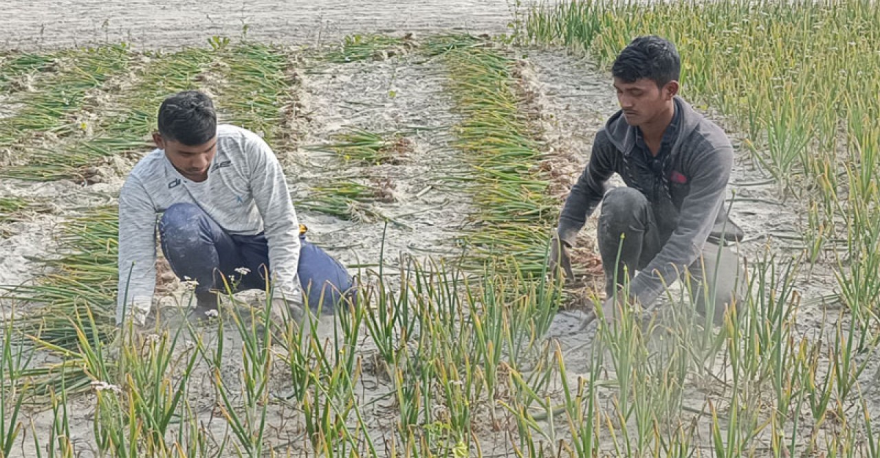 ভালো দামে খুশি তিস্তার চরের পেঁয়াজ চাষিরা