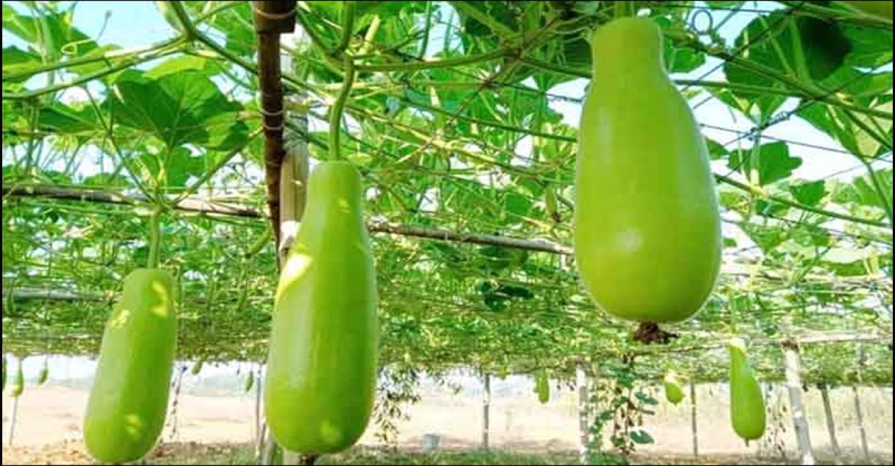 সবজি চাষে স্বাবলম্বী হচ্ছেন টাঙ্গাইলের চাষিরা