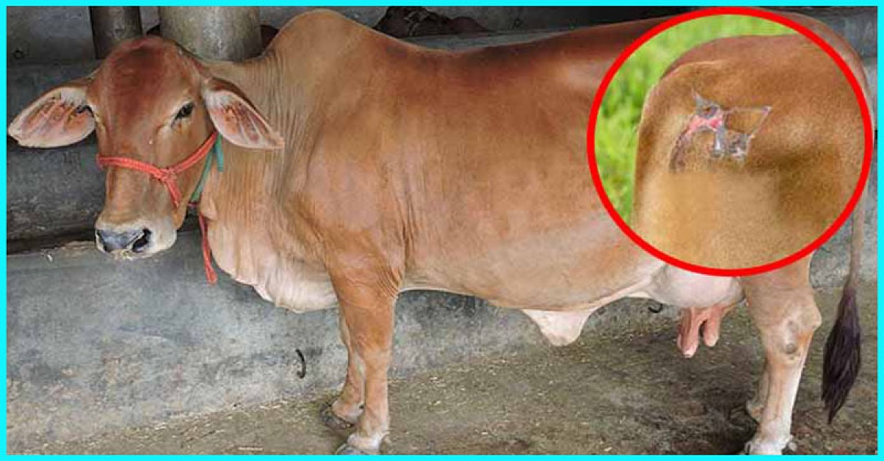 গরুর আঘাতজনিত ক্ষত রোগের চিকিৎসায় করণীয়