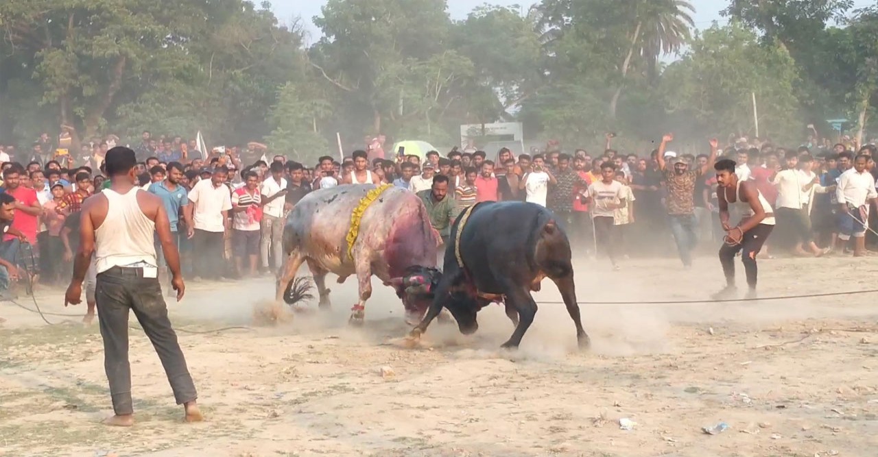 নড়াইলে সুলতান মেলায় ঐতিহ্যবাহী ষাঁড়ের লড়াই