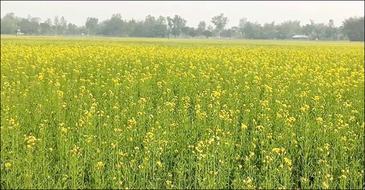 সরিষার ফলন নিয়ে শঙ্কা ঠাকুরগাঁওয়ে