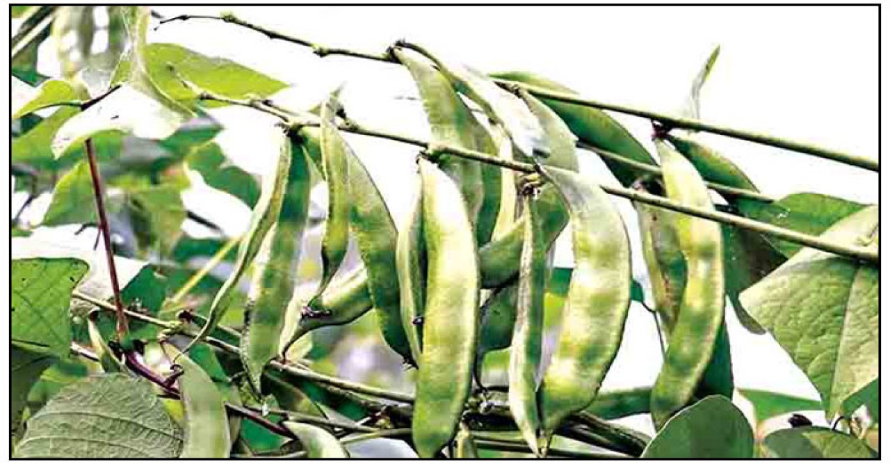 শিমের বাম্পার ফলনে কৃষকের মুখে হাসি