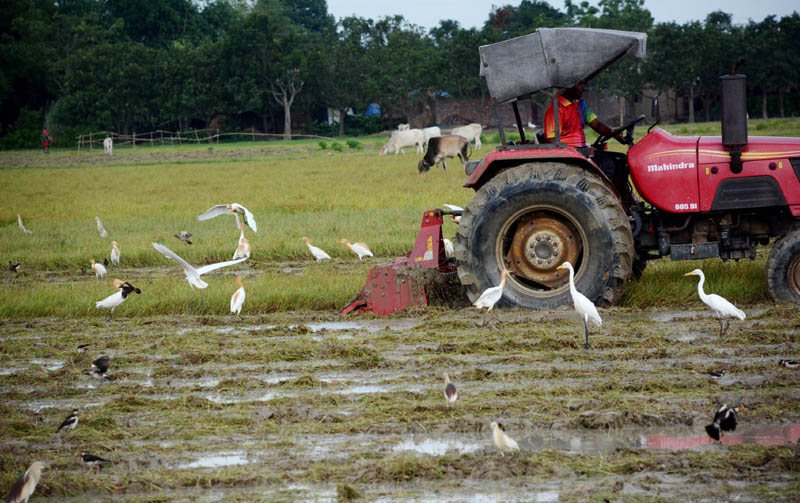 ট্রাক্টর দিয়ে কাদা মাটি চষার সময় ওলটপালট হওয়া মাটির বুক থেকে বেরিয়ে আসছে পোকা-মাকড়। আর সেই সুস্বাদু খাবার পেতেই নির্ভয়ে ট্রাক্টরের একদম পেছনে ভিড় জমিয়েছে সাদা বকের একটি দল। তাদের এই খাবার সংগ্রহের এক অপূর্ব মুহূর্ত ফ্রেমবন্দী হয়েছে রাজশাহীর বরেন্দ্র অঞ্চলের গোদাগাড়ী উপজেলার ফসলের মাঠে থেকে। ছবি: বিজয় বাংলা
