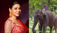 সার্কাস-র‌্যালিতে হাতি ব্যবহার বন্ধে জয়া আহসানের রিট
