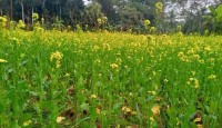সরিষা চাষে আগ্রহ বাড়ছে কৃষকদের