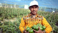 ক্যাপসিকাম চাষে স্বাবলম্বী কুষ্টিয়ার সবুজ