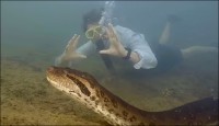 আমাজনে দেখা মিলল বিশ্বের সবচেয়ে বড় সাপ