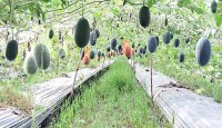 অসময়ে তরমুজ চাষে ঝুঁকছেন জয়পুরহাটের চাষিরা