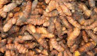 কুমিল্লায় জনপ্রিয়তা পাচ্ছে হলুদ চাষ