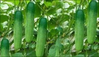 ষাট হাজার খরচে শসা চাষে লাভ দেড় লাখ টাকা