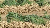 পটুয়াখালীতে বাদামের বাম্পার ফলন, দামে খুশি চাষিরা