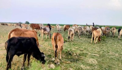 রাজশাহী সীমান্ত বর্ডার পার হয়ে গেল ২০০ গরু,   বিজিবিকে জানালেন বিএসএফ