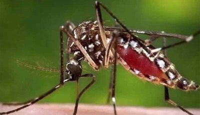ডেঙ্গু আক্রান্ত হয়ে হাসপাতালে ভর্তি  ৯৯৬, মৃত্যু ২