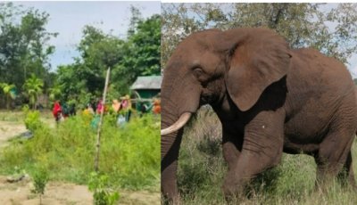 বন্য হাতির আক্রমণে মা-মেয়ের মর্মান্তিক মৃত্যু