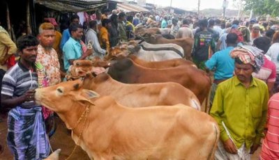 রাজশাহী সিটি পশুহাটে কোটি টাকার রাজস্ব আদায় হলেও লাগেনি উন্নয়নের ছোঁয়া! ভোগান্তিতে ক্রেতা