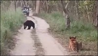 জঙ্গলে মুখোমুখী বাঘিনী-ভালুক