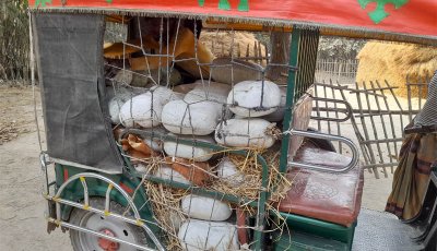 পাকা কুমড়ার ভ্রাম্যমাণ কেনাবেচা