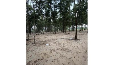 নিয়ামতপুরে অবাধে বন বিভাগের গাছ কাটার অভিযোগ