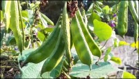 শিম চাষে সফল আলমগীর, দেড় লাখ টাকা আয়ের  আশার  আলো দেখছেন