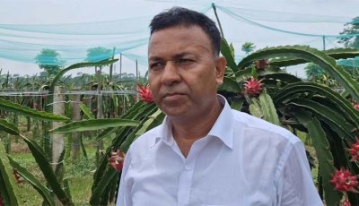 ড্রাগন চাষ করে সাড়া ফেলেছেন শিক্ষক উজ্জ্বল