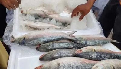 এবারও দুর্গাপূজায় ইলিশ চায় ভারত