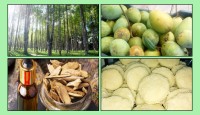জিআই অনুমোদন পেল আরও ৪ পণ্য