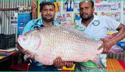 এক কাতলা বিক্রি  হলো ৬৮ হাজার টাকা