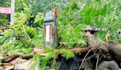 শতবর্ষী কৃষ্ণচূড়া হারাল রাবি, শূন্য হলো ইতিহাসের এক ছায়াঘেরা অধ্যায়