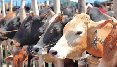 পশুর হাটে ক্রেতা কম, বিক্রেতারা দাম ছাড়ছেন না