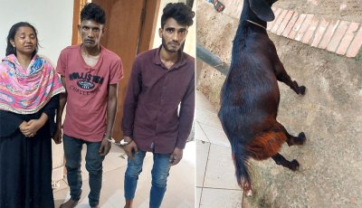 বদলগাছীতে ছাগি চুরি করে পালানোর সময় গ্রামবাসীর হাতে ধরা স্বামী-স্ত্রীসহ ৩ জন
