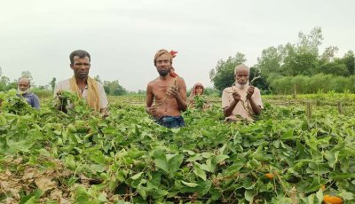 পটল বেচে ঋণ শোধের স্বপ্ন, সকালে ক্ষেতে শুধু কাটা গাছ!