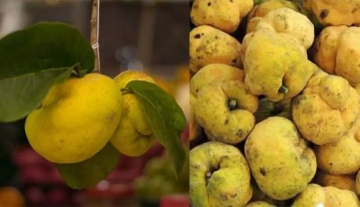 ভিটামিন-খনিজ সমৃদ্ধ ডেউয়া ফল এখন বিলুপ্তির পথে