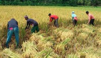 বোরো ধান কেটে ঘরে তুলতে ব্যস্ত কৃষক