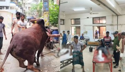 কোরবানির পশুর লাথি-গুঁতায় পঙ্গু হাসপাতালে ৩৩ জন, আহত ১৬৮