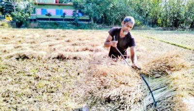 রাজশাহীর তানোরে সরিষা উত্তোলন ও মাড়াইয়ে ব্যাস্ত কৃষক
