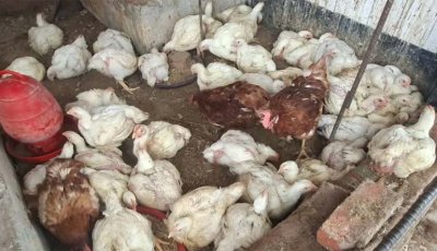 আবারও বেড়েছে ব্রয়লার মুরগির দাম