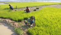 বীজতলা নষ্টের শঙ্কায় উত্তরাঞ্চলের কৃষকরা