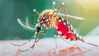 ডেঙ্গু আক্রান্ত হয়ে প্রাণ গেল আরও চারজনের