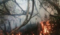 জ্বলছে সুন্দরবন, আগুন নেভাতে ভোরের অপেক্ষা