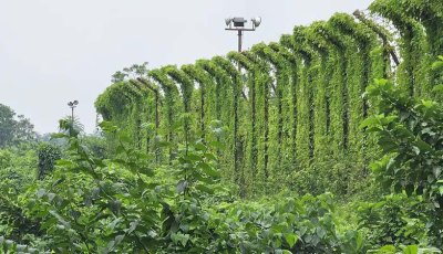 ব্রাহ্মণবাড়িয়ায় সীমান্তের শূন্যরেখায় মিলল কিশোরের মরদেহ