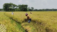 দেশের অভ্যন্তরীণ বোরো সংগ্রহ কার্যক্রম আগামী মঙ্গলবার