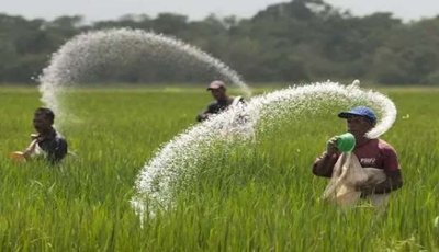 ২ লাখ ২০ হাজার টন সার কিনবে সরকার