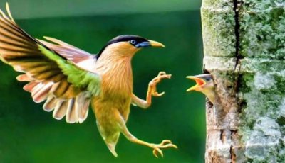 বৃক্ষঘেরা রাবি ক্যাম্পাসে বিরল বামুনশালিকের অবাধ বিচরণ