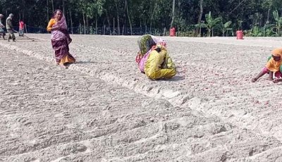 পীরগঞ্জে মুড়িকাটা পেঁয়াজ চাষে ব্যস্ত কৃষকরা